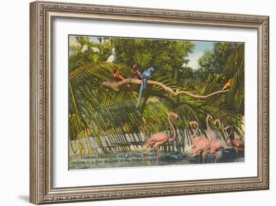 Macaws, Flamingos, Cockatoo, Florida-null-Framed Art Print