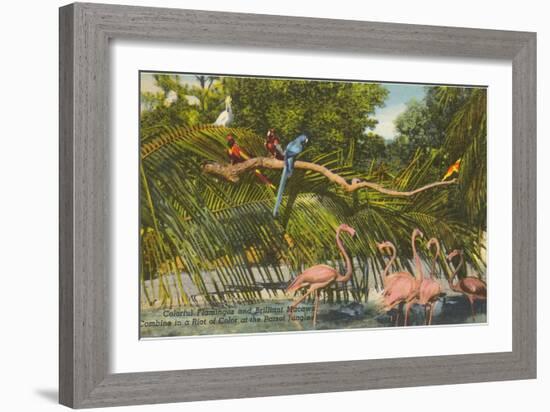 Macaws, Flamingos, Cockatoo, Florida-null-Framed Art Print