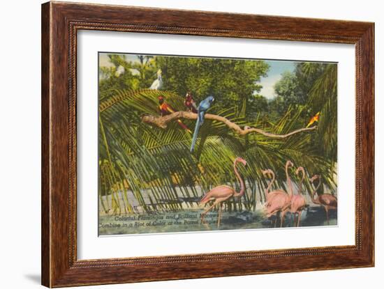 Macaws, Flamingos, Cockatoo, Florida-null-Framed Art Print