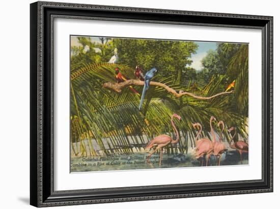 Macaws, Flamingos, Cockatoo, Florida-null-Framed Art Print