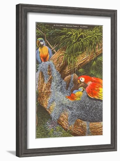 Macaws, Florida-null-Framed Art Print