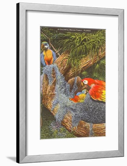 Macaws, Florida-null-Framed Art Print