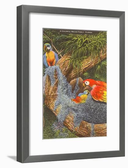 Macaws, Florida-null-Framed Art Print