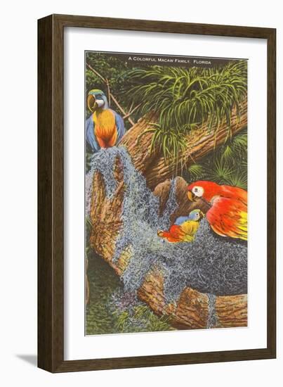 Macaws, Florida-null-Framed Art Print