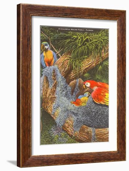 Macaws, Florida-null-Framed Art Print