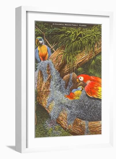 Macaws, Florida-null-Framed Art Print