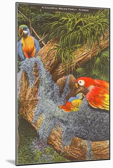 Macaws, Florida-null-Mounted Art Print