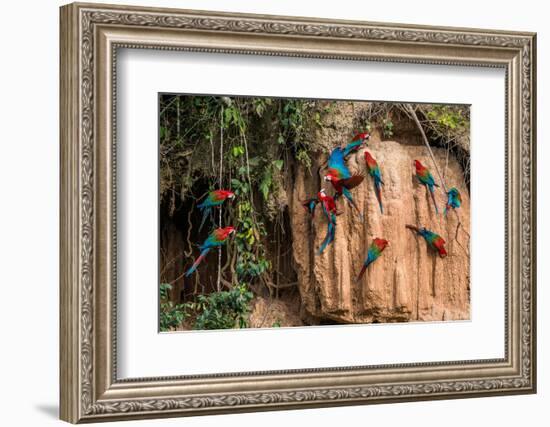 Macaws in Clay Lick in the Peruvian Amazon Jungle at Madre De Dios Peru-OSTILL-Framed Photographic Print