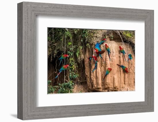 Macaws in Clay Lick in the Peruvian Amazon Jungle at Madre De Dios Peru-OSTILL-Framed Photographic Print