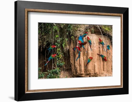 Macaws in Clay Lick in the Peruvian Amazon Jungle at Madre De Dios Peru-OSTILL-Framed Photographic Print