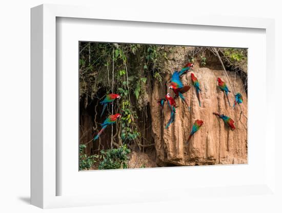 Macaws in Clay Lick in the Peruvian Amazon Jungle at Madre De Dios Peru-OSTILL-Framed Photographic Print