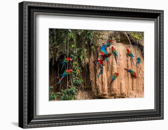 Macaws in Clay Lick in the Peruvian Amazon Jungle at Madre De Dios Peru-OSTILL-Framed Photographic Print