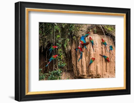 Macaws in Clay Lick in the Peruvian Amazon Jungle at Madre De Dios Peru-OSTILL-Framed Photographic Print