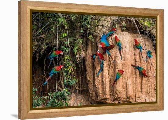 Macaws in Clay Lick in the Peruvian Amazon Jungle at Madre De Dios Peru-OSTILL-Framed Premier Image Canvas