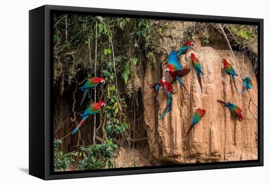 Macaws in Clay Lick in the Peruvian Amazon Jungle at Madre De Dios Peru-OSTILL-Framed Premier Image Canvas