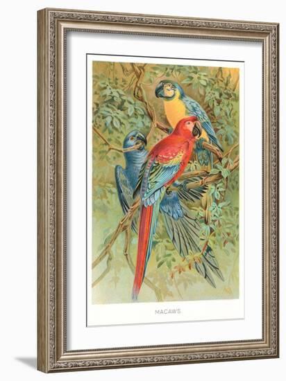 Macaws in the Jungle-null-Framed Art Print