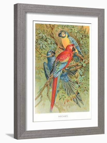 Macaws in the Jungle-null-Framed Art Print