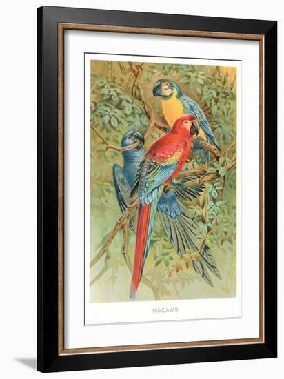 Macaws in the Jungle-null-Framed Art Print