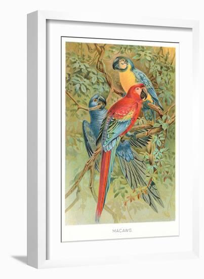 Macaws in the Jungle--Framed Art Print