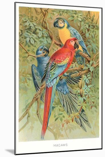 Macaws in the Jungle-null-Mounted Art Print