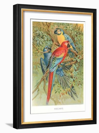 Macaws in the Jungle-null-Framed Art Print