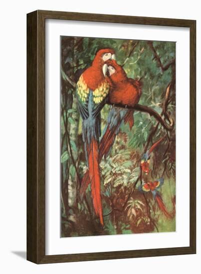 Macaws Nuzzling in Jungle-null-Framed Art Print
