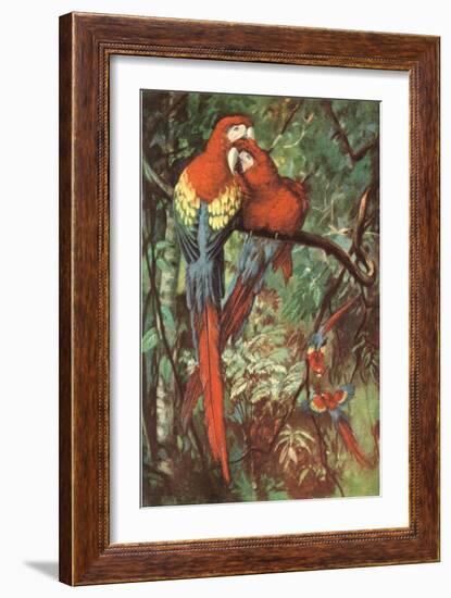 Macaws Nuzzling in Jungle-null-Framed Art Print