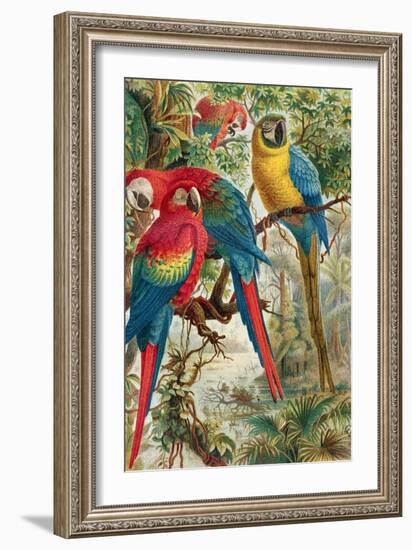 Macaws, Plate from "Brehms Tierleben: Allgemeine Kunde Des Tierreichs", Vol.5, P.60, Published by…-German School-Framed Giclee Print