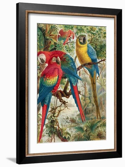 Macaws, Plate from "Brehms Tierleben: Allgemeine Kunde Des Tierreichs", Vol.5, P.60, Published by…-German School-Framed Giclee Print