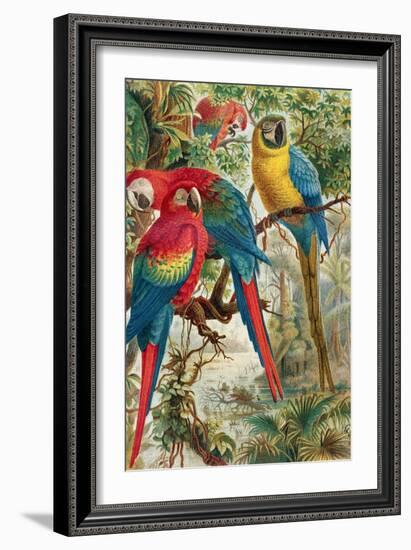 Macaws, Plate from "Brehms Tierleben: Allgemeine Kunde Des Tierreichs", Vol.5, P.60, Published by…-German School-Framed Giclee Print