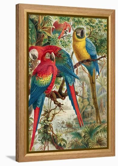 Macaws, Plate from "Brehms Tierleben: Allgemeine Kunde Des Tierreichs", Vol.5, P.60, Published by…-German School-Framed Premier Image Canvas