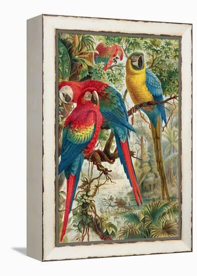 Macaws, Plate from "Brehms Tierleben: Allgemeine Kunde Des Tierreichs", Vol.5, P.60, Published by…-German School-Framed Premier Image Canvas