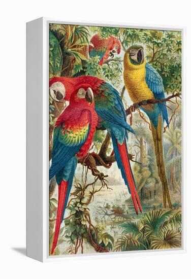 Macaws, Plate from "Brehms Tierleben: Allgemeine Kunde Des Tierreichs", Vol.5, P.60, Published by…-German School-Framed Premier Image Canvas