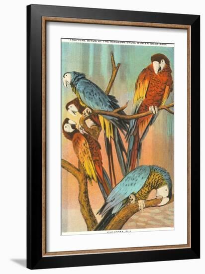 Macaws, Sarasota, Florida-null-Framed Art Print