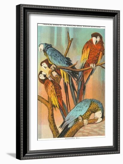 Macaws, Sarasota, Florida-null-Framed Art Print