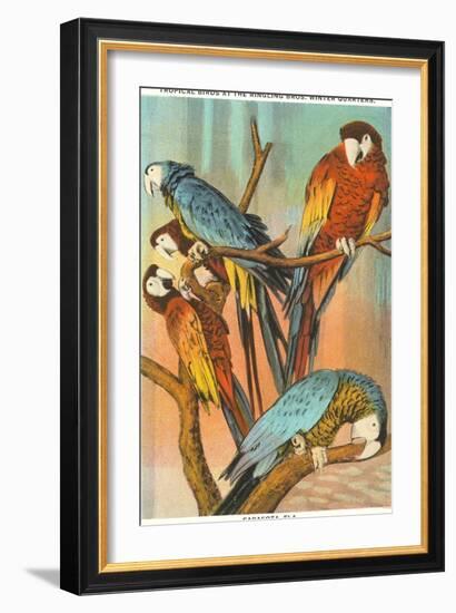 Macaws, Sarasota, Florida-null-Framed Art Print