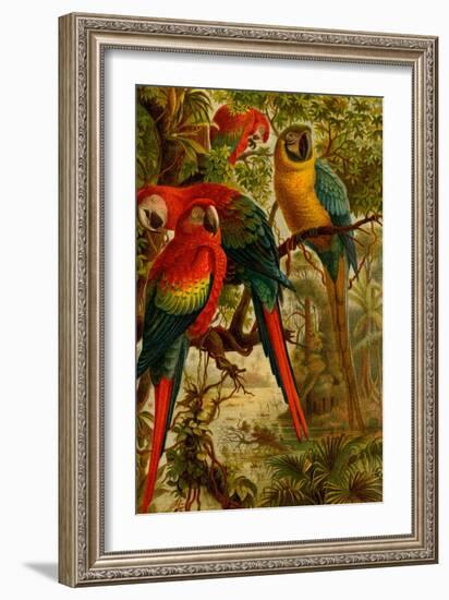 Macaws-F.W. Kuhnert-Framed Art Print