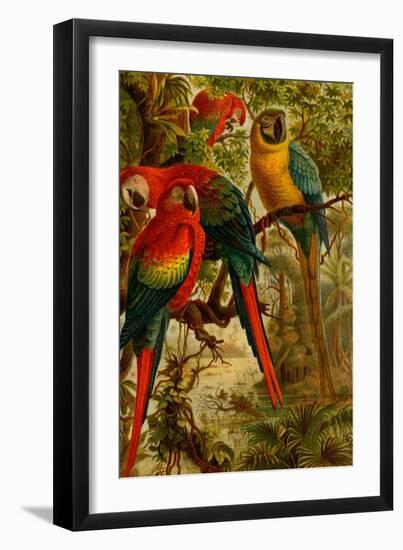 Macaws-F.W. Kuhnert-Framed Art Print