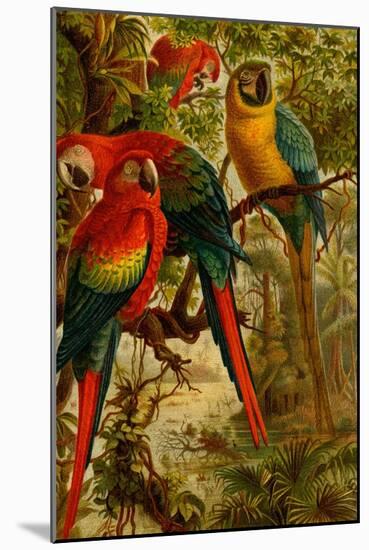 Macaws-F.W. Kuhnert-Mounted Art Print