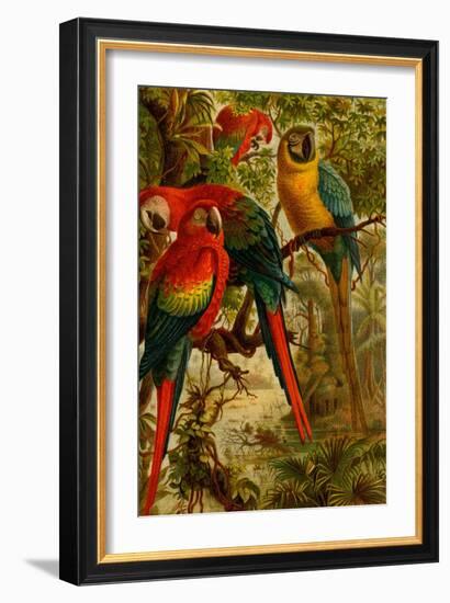 Macaws-F.W. Kuhnert-Framed Art Print