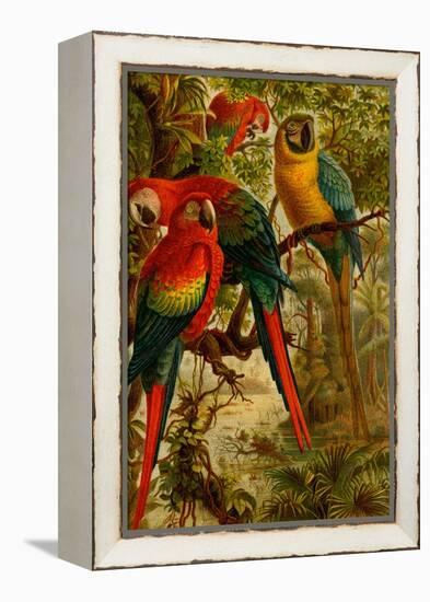 Macaws-F.W. Kuhnert-Framed Stretched Canvas