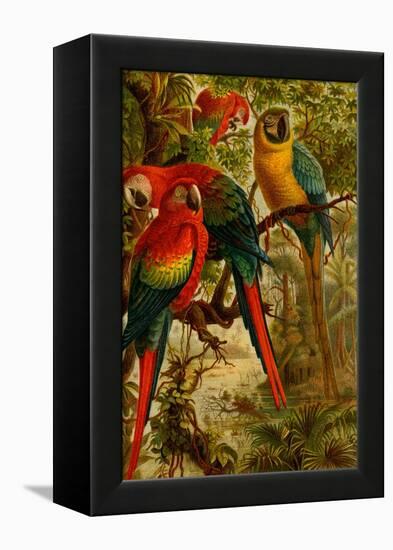 Macaws-F.W. Kuhnert-Framed Stretched Canvas