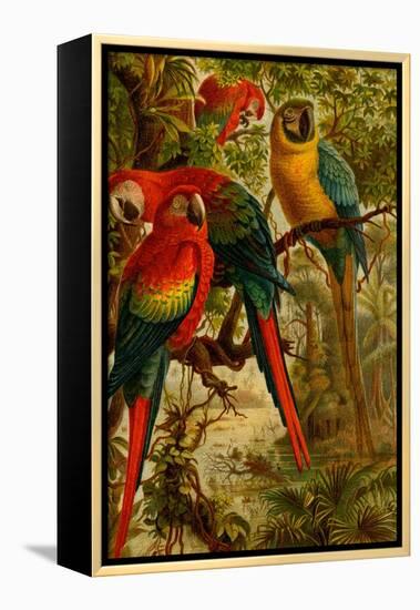 Macaws-F.W. Kuhnert-Framed Stretched Canvas