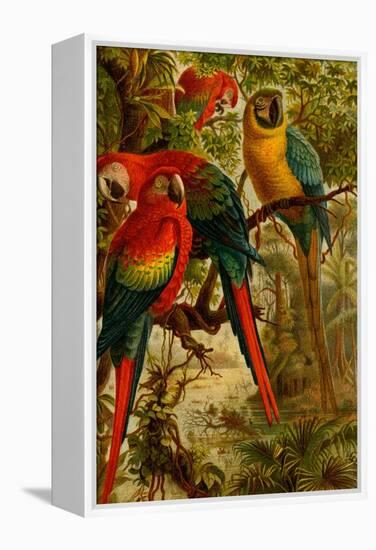 Macaws-F.W. Kuhnert-Framed Stretched Canvas