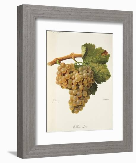 Maccabeo Grape-J. Troncy-Framed Giclee Print