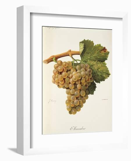 Maccabeo Grape-J. Troncy-Framed Giclee Print