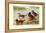 Maccoa and Blue-Billed Ducks-Henrick Gronvold-Framed Stretched Canvas