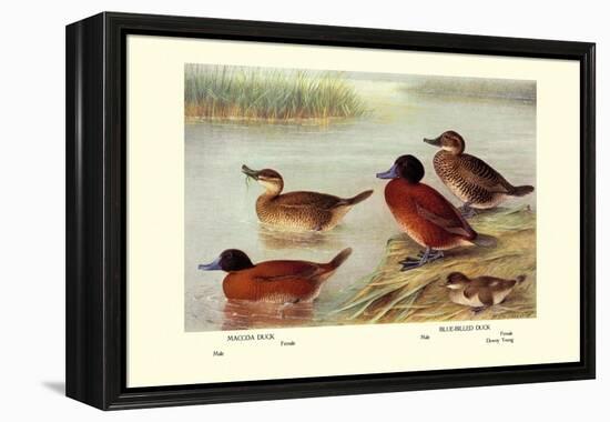 Maccoa and Blue-Billed Ducks-Henrick Gronvold-Framed Stretched Canvas