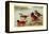 Maccoa and Blue-Billed Ducks-Henrick Gronvold-Framed Stretched Canvas