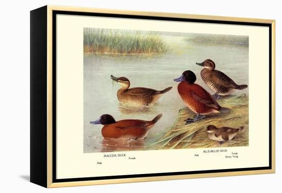 Maccoa and Blue-Billed Ducks-Henrick Gronvold-Framed Stretched Canvas